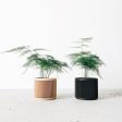 Set of 2 planters - JAPAN Hot on Sale