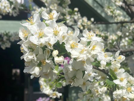 Sargent Crabapple | Malus sargentii For Discount