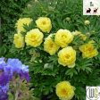 Bartzella Itoh Peony | Paeonia For Cheap