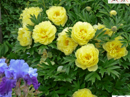 Bartzella Itoh Peony | Paeonia For Cheap