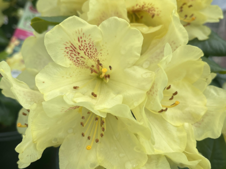 Miyama™ Gold Prinz Rhododendron | Rhododendron yakushimanum  Goldschatz  For Cheap