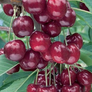 Lapin Sweet Cherry | Prunus avium  Lapin  Online now