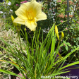 Fragrant Returns Reblooming Daylily | Hemerocallis Hot on Sale