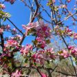 Indian Summer Crabapple | Malus  Indian Summer  Fashion