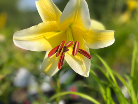 Honeymoon Oriental Lily | Lilium Online Hot Sale