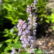 Blue Fortune Anise Hyssop | Agastache Online Sale