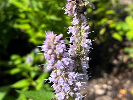 Blue Fortune Anise Hyssop | Agastache Online Sale