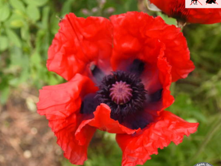 Beauty of Livermere  Oriental Poppy | Papaver orientale  Beauty of Livermere  Online Sale