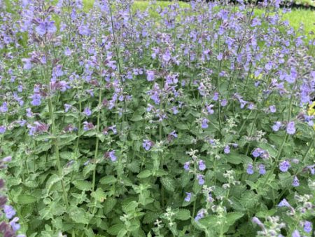 Walker s Low Catmint | Nepeta  Walker s Low  Sale