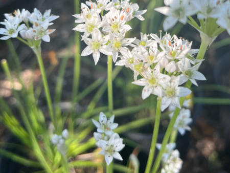 White Garlic Chives | Allium tuberosum Online Hot Sale