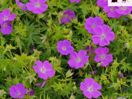 New Hampshire Purple  Hardy Geranium | Geranium sanguineum Supply