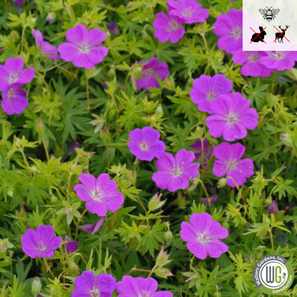 New Hampshire Purple  Hardy Geranium | Geranium sanguineum Supply