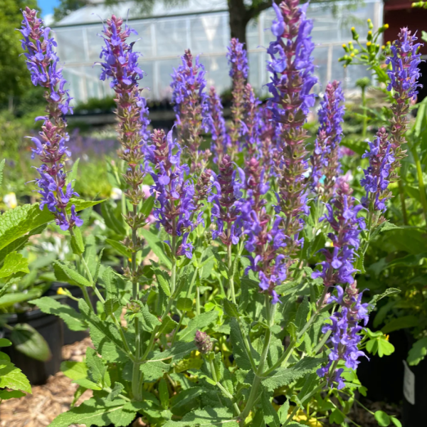 Blue Hill Salvia | Salvia sylvestris Fashion