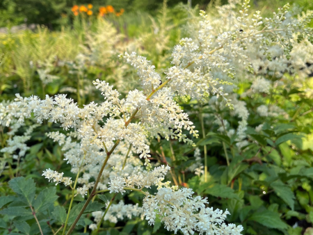 Bridal Veil Astilbe | Astilbe arendsii Online Hot Sale