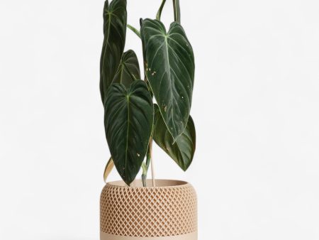 Indoor plant pot - Minimalist and textured design - APPLE Fashion