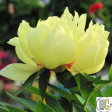 Bartzella Itoh Peony | Paeonia For Cheap