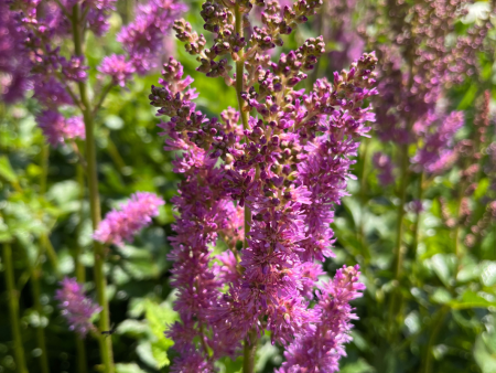 Black Pearls® Astilbe | Astilbe chinensis For Discount