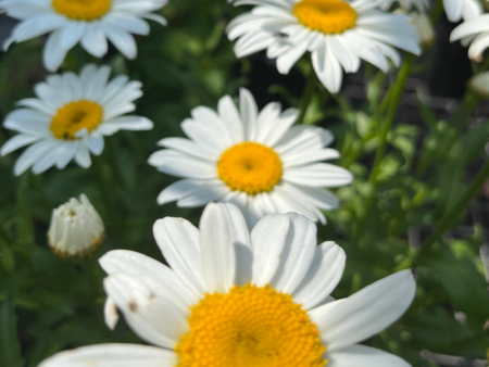 Snowcap Shasta Daisy | Leucanthemum  Snowcap  Sale