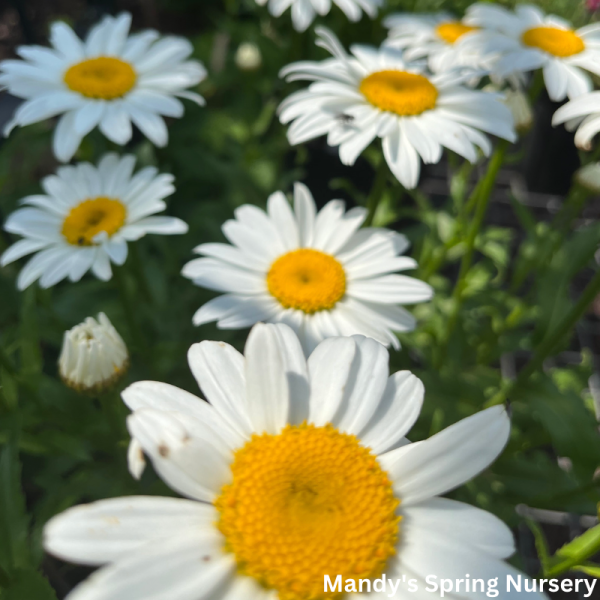 Snowcap Shasta Daisy | Leucanthemum  Snowcap  Sale