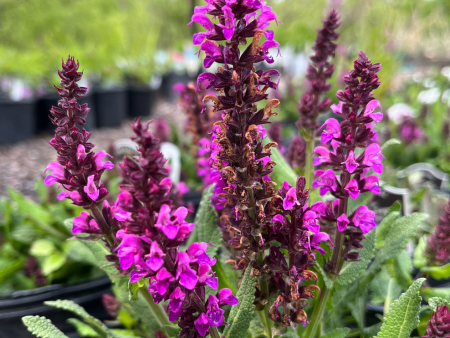 Bumbleberry Salvia | Salvia nemorosa on Sale