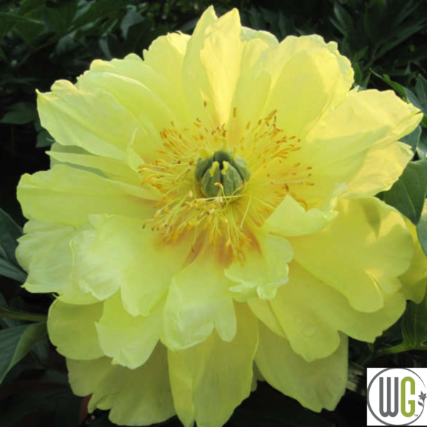 Bartzella Itoh Peony | Paeonia For Cheap