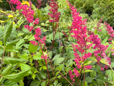 Fanal Astilbe | Astilbe arendsii on Sale