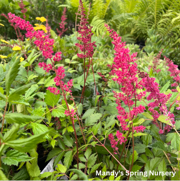 Fanal Astilbe | Astilbe arendsii on Sale