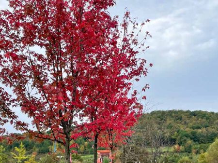 Autumn Blaze Maple | Acer x freemanii  Jeffersred  Online