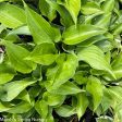 Blue Mountains Hosta on Sale