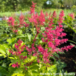 Younique™ Ruby Red Astilbe | Astilbe  Younique  Ruby Red Online