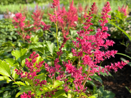 Younique™ Ruby Red Astilbe | Astilbe  Younique  Ruby Red Online