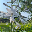 Blue Mountains Hosta on Sale