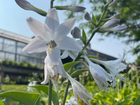 Blue Mountains Hosta on Sale