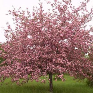 Brandywine Crabapple | Malus  Brandywine  Supply