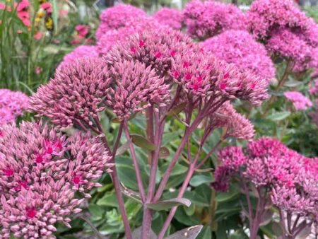 Thunderhead Stonecrop | Sedum For Discount