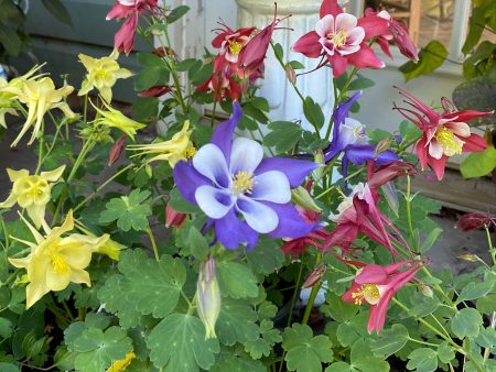 Columbine  Earlybird Mixture | Aquilegia For Cheap