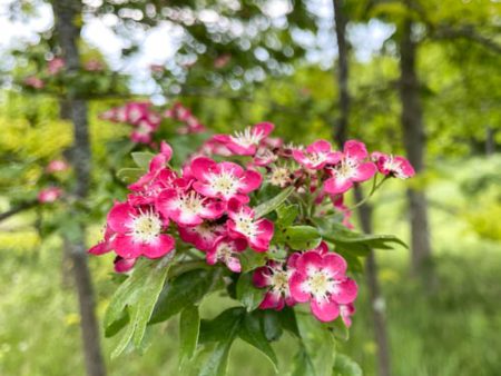 Crimson Cloud Hawthorn | Crataegus laevigata  Superba  Hot on Sale