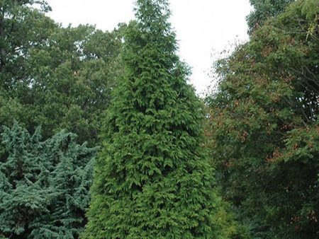 Green Giant  Arborvitae | Thuja plicata red cedar ‘Green Giant’ For Sale