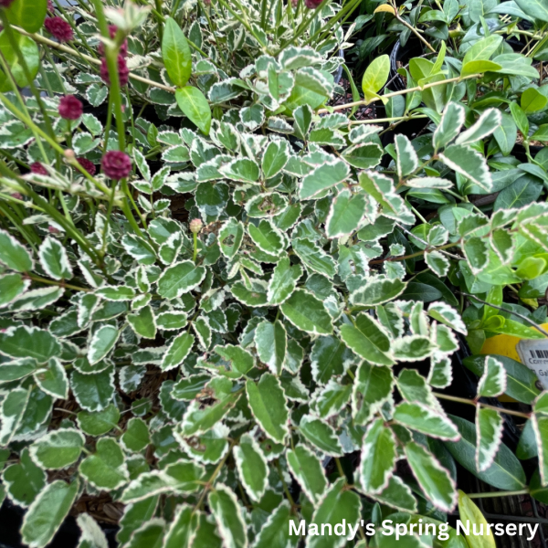 Little Angel Burnet | Sanguisorba officinalis Hot on Sale