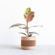 Indoor wooden planter - Beige, Black, Green, Mist White - Therma on Sale