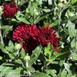 Assorted Fall Mums & Kale Sale