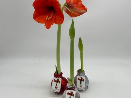 Wax Amaryllis (Hippeastrum) Bulbs Online