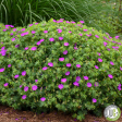 New Hampshire Purple  Hardy Geranium | Geranium sanguineum Supply