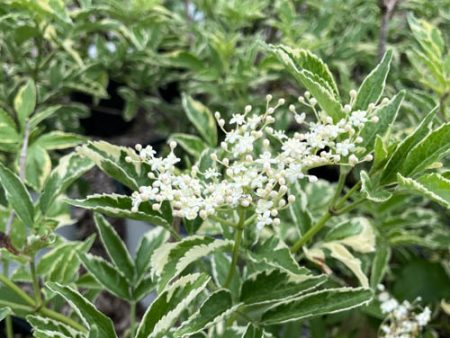 Instant Karma Elderberry | Sambucus nigra For Discount