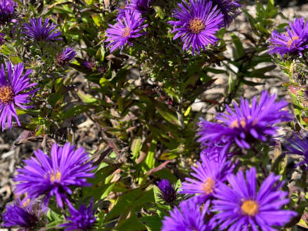 Grape Crush New England Aster | Aster novae-angliae Online Hot Sale