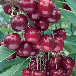 Bare Root- Lapin Sweet Cherry | Prunus  Lapin  Online