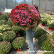 Assorted Fall Mums & Kale Sale