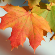 Sugar Maple | Acer saccharum Discount