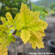 Northern Red Oak | Quercus rubra Online Sale