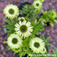 Green Jewel Coneflower | Echinacea purpurea Online